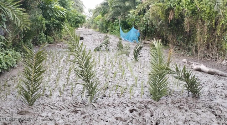 কাঁচা রাস্তায় দুর্ভোগ চরমে, ধানের চারা লাগিয়ে প্রতিবাদ  